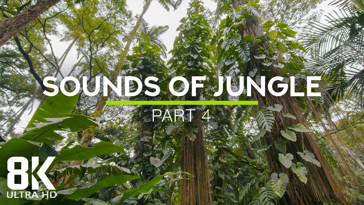Incredible Jungle Sounds 8K - Exotic Birds Singing in Tropical Rainforest 8 HOURS - Part #4