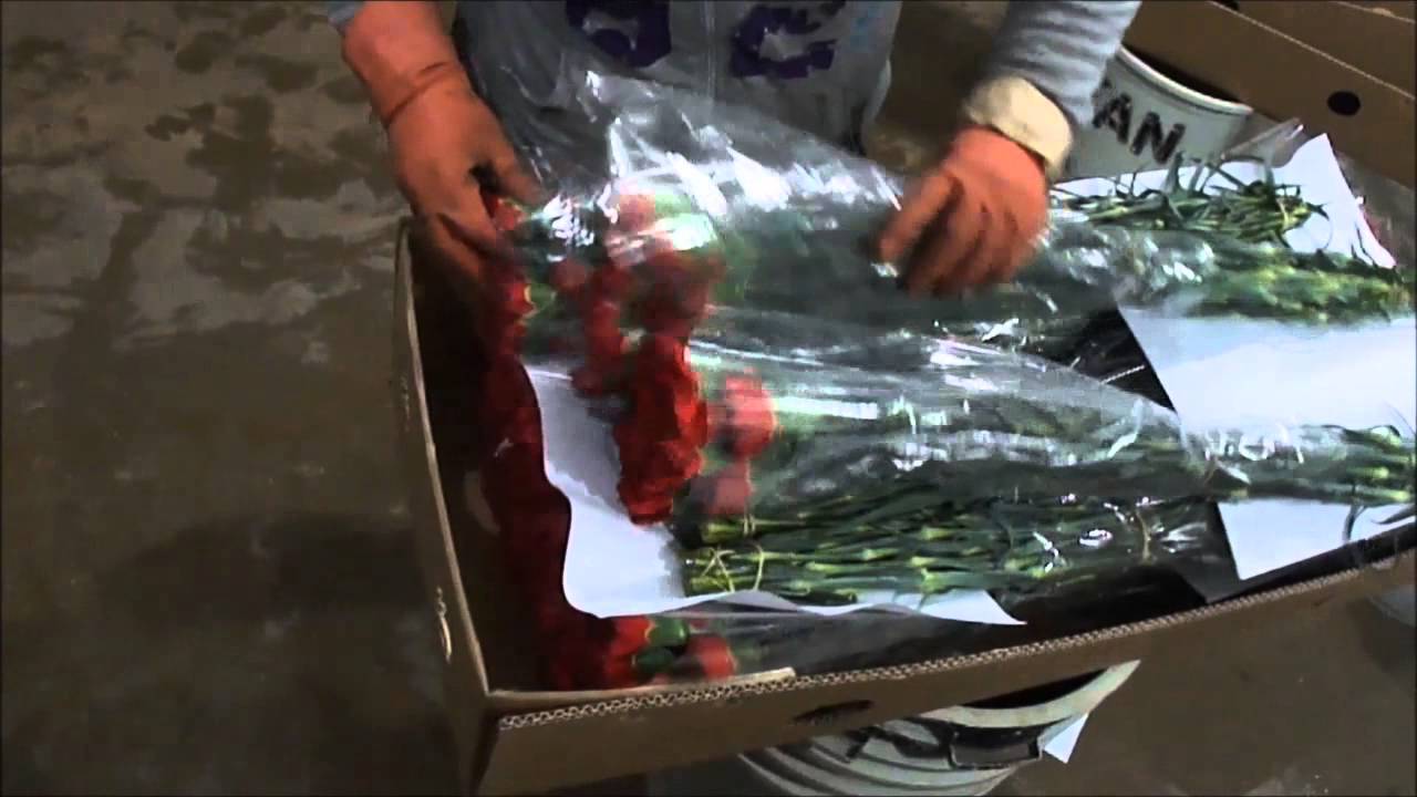 KARANFİLDE HASAT, KUTULAMA VE PAKETLEME İŞLEMLERİ
