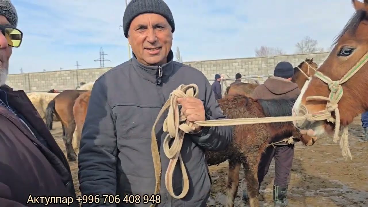 Жылкы базар 15 февраля 2026 г.