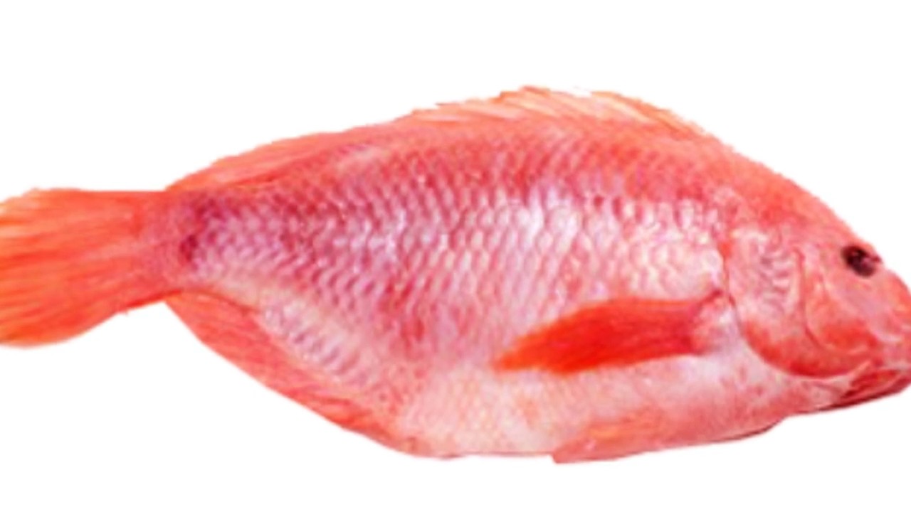Preparacion de Muestra Osteologica: Peces (Mojarra) Zooarqueologia