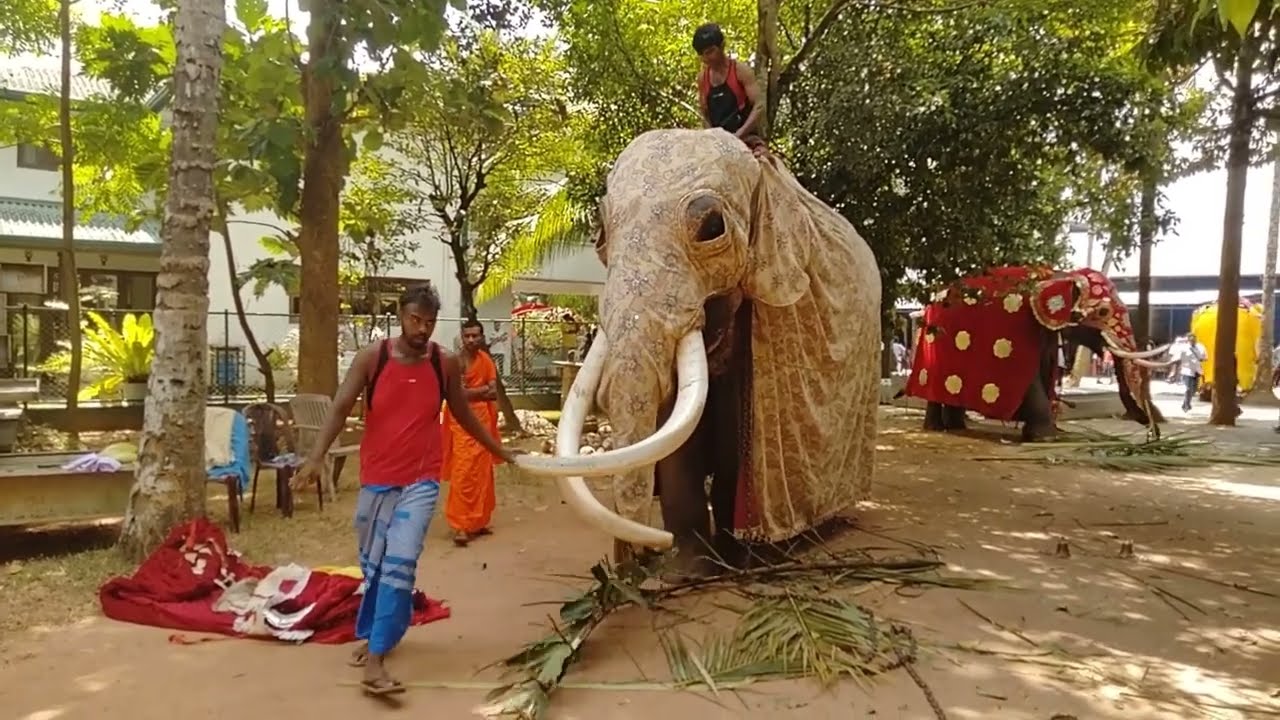 Elephant costumes for Kaduwela Rankadu Pattini Dewala Day Perahera of Sri Lanka #elephant