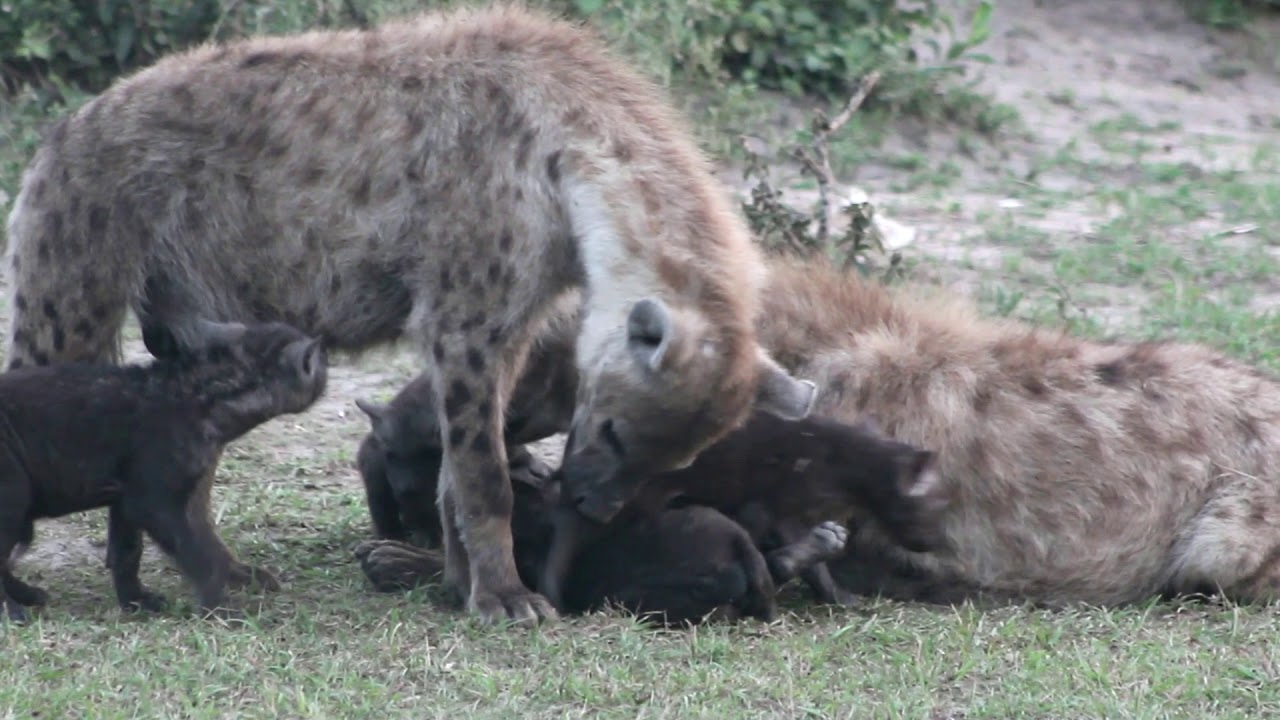 Hyena cubs playing with their mom.