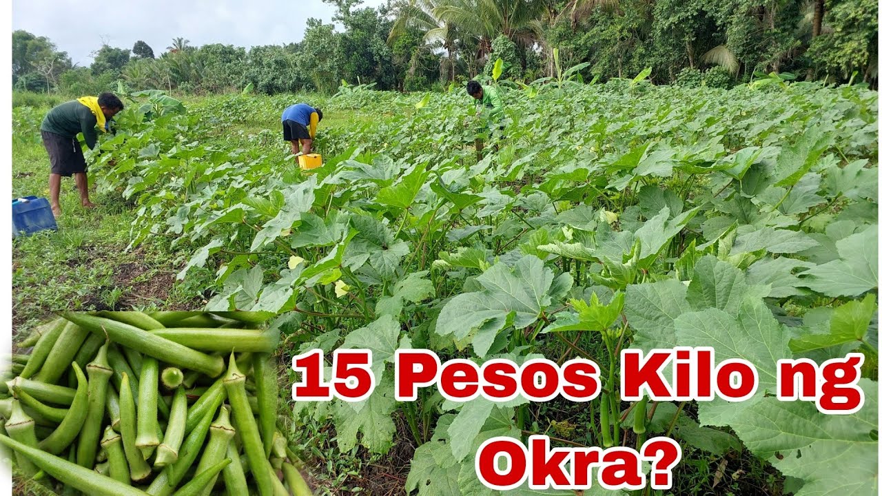 Harvesting Okra, 56Kilos pero 15 lang per Kilo ng Okra😭😭 nakakapagod