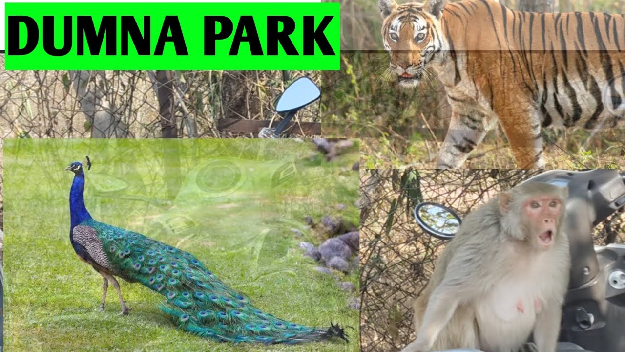 Dumna nature park jabalpur @Surajprajapativlogs-v9h #dsilyvlog 