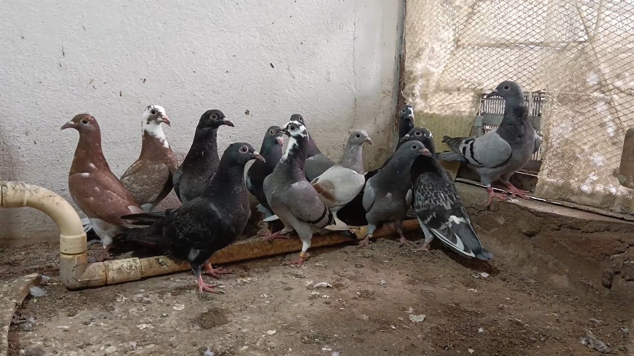 Racing Homer pigeons for Sale in Bangalore , Karnataka.8123902526 #pigeon #birds #racinghomer