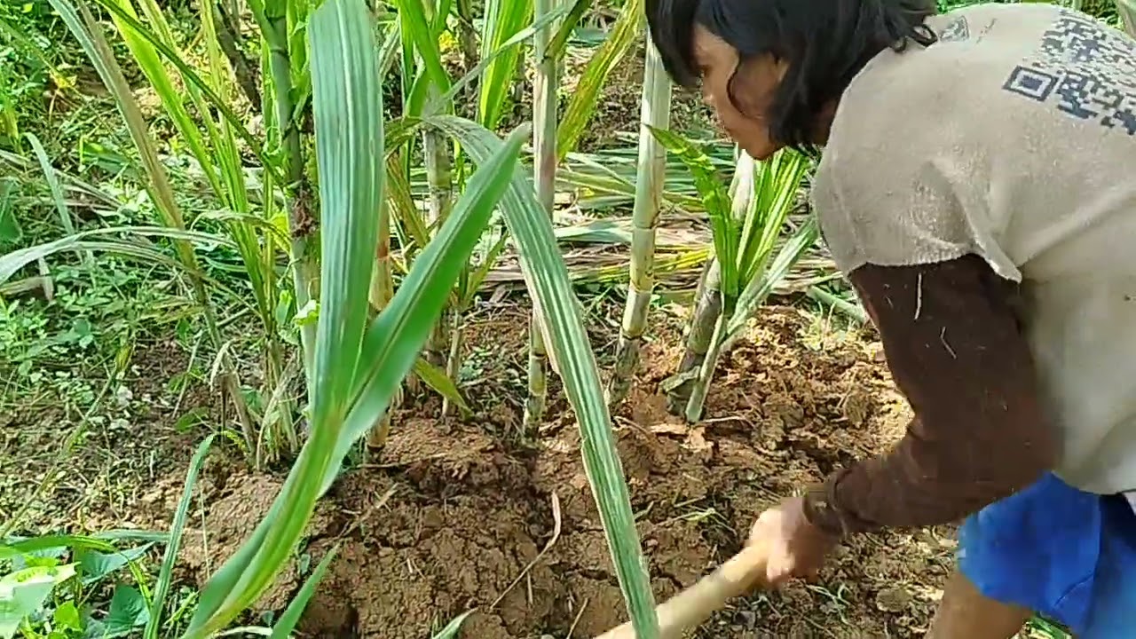 Menguruk tebu buto ijo jumbo yang baru ada di malang 