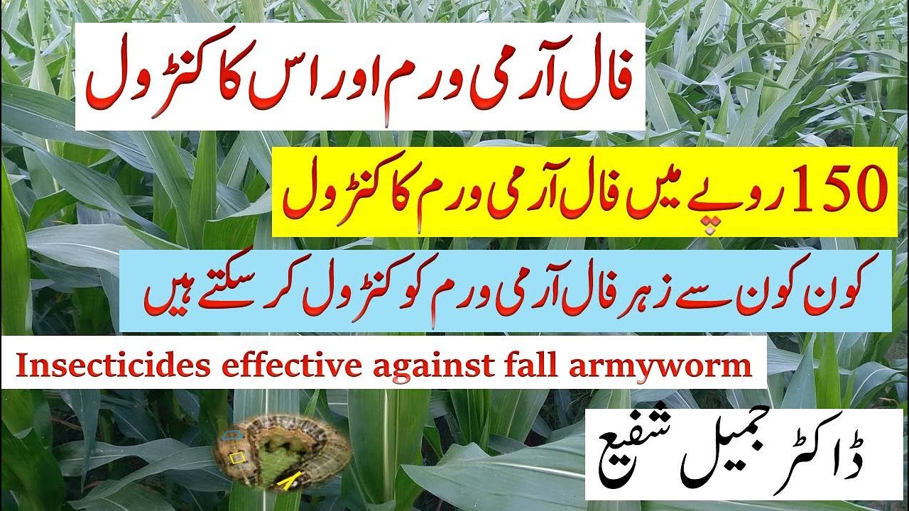 Fall Armyworm Identification, Damage and effective Insecticides || Dr. Jamil Shafi || Plant Clinics