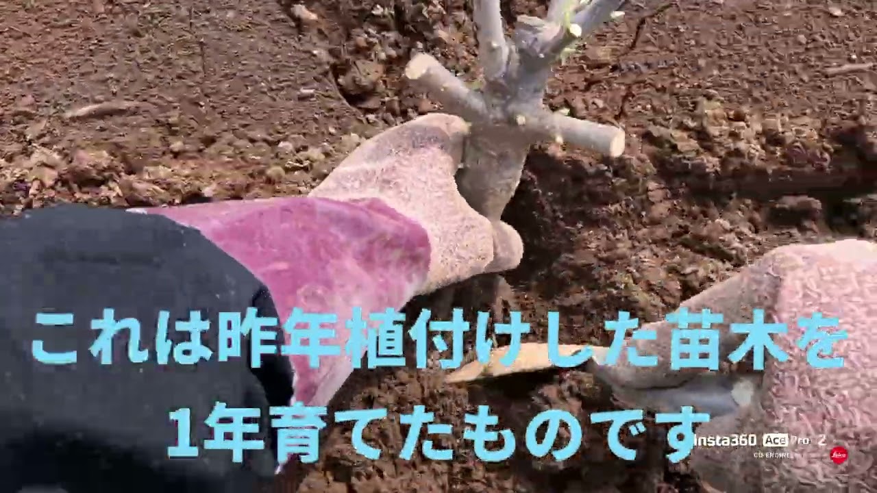 No.4 花梅盆栽の苗木植付け