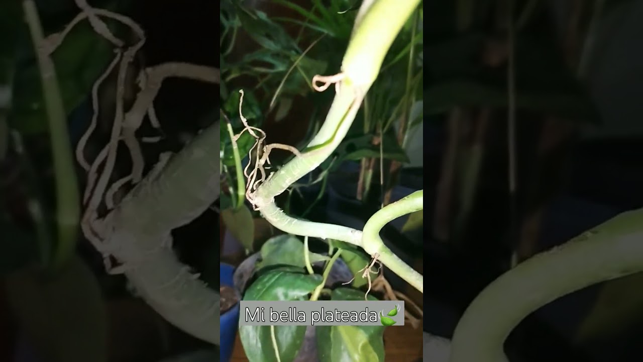 Philodendron plateado #houseplants #amorporlasplantas #beautiful