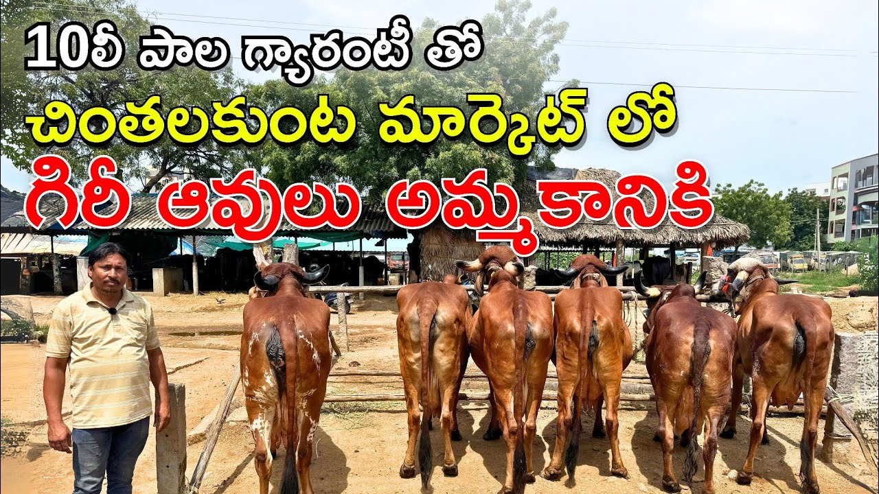 10లీ పాల గ్యారంటీ తో చింతలకుంట మార్కెట్ లో | గిరీ ఆవులు అమ్మకానికి | Gir Cows in Chintalkunta Market