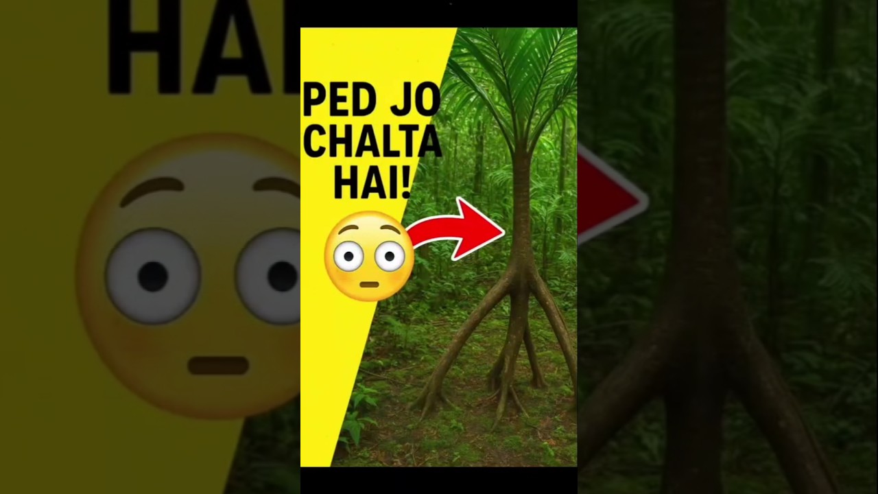 Ped Jo Chal Sakta Hai! 🌳😳 | Walking Tree Facts | #shorts #amazingfacts