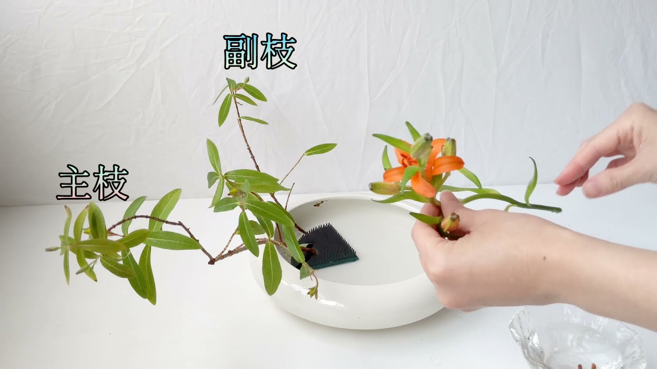 花與貓｜清爽一夏（未央柳）Ohararyu Moribana Slanting  Style (Hypericum)｜小原流盛花  Ohararyu Moribana