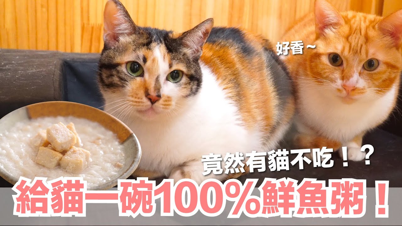 【好味小姐】超誘貓的貓粥！大家都很愛～除了...｜貓鮮食廚房EP177