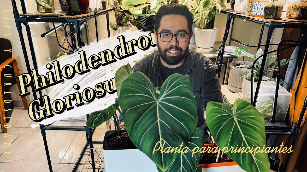 Philodendron Gloriosum: una planta muy sencilla, tips y curiosidades