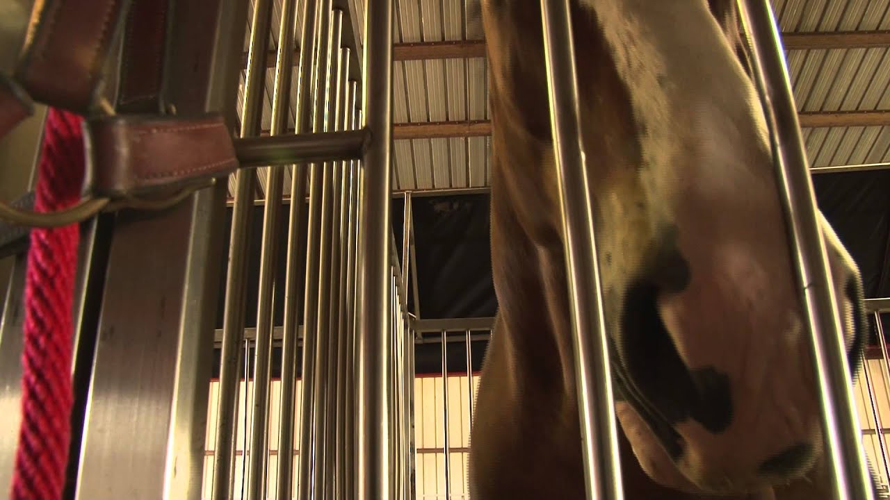 Budweiser Clydesdales make appearance in Maine