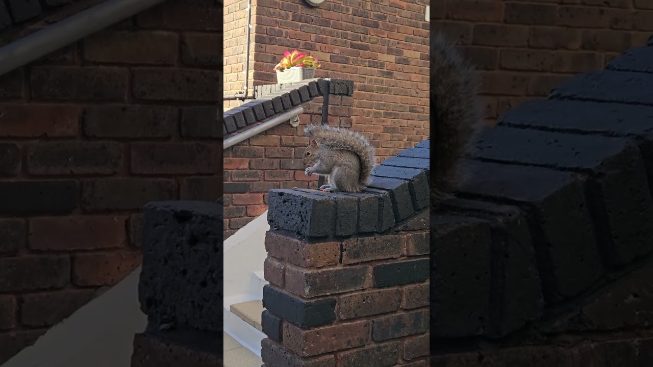 #squirrel
