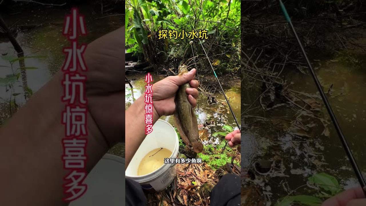 这里只要一下大雨就会有不少鱼跑上来，每次来都能有不少的收获。#户外钓鱼 #塘角鱼#沃鼎王者神剑二代