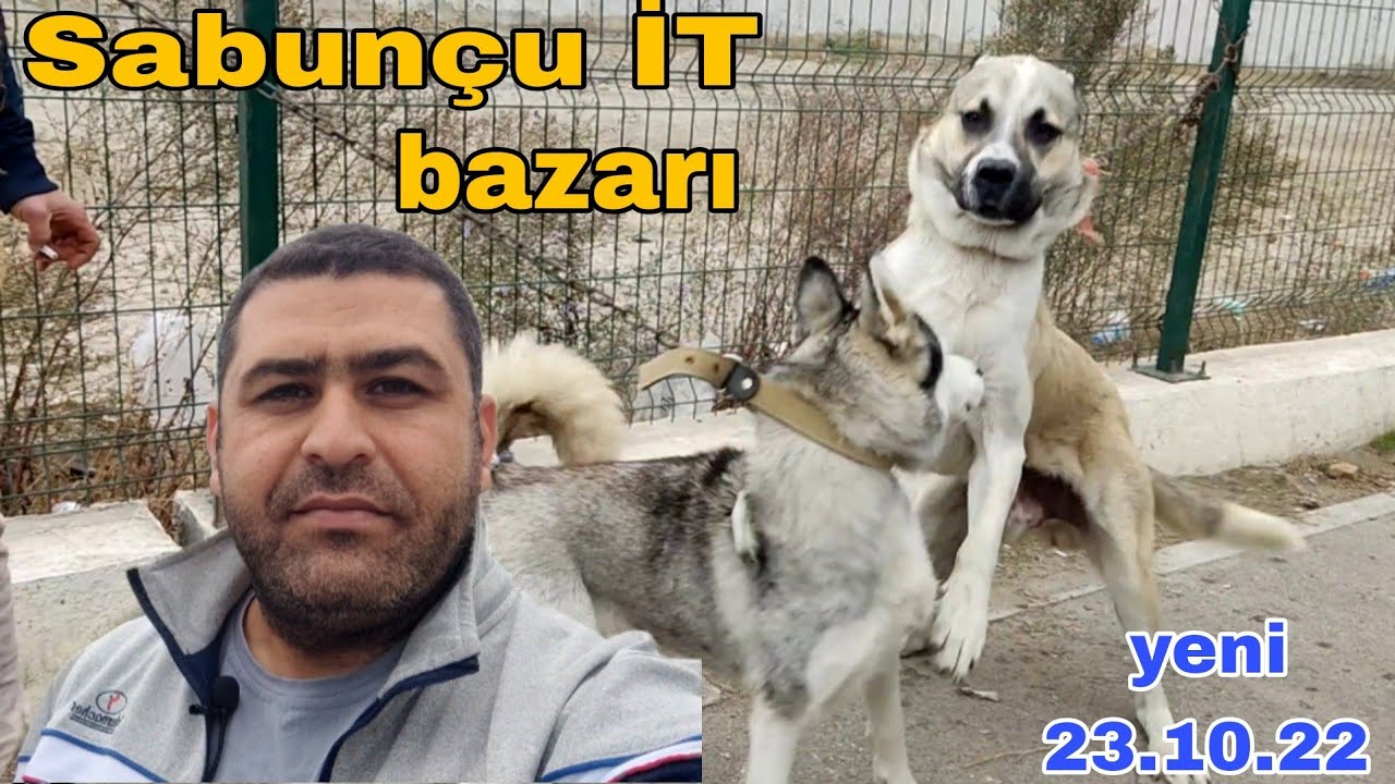 Sabunçu İT bazarı 23.10.22 #mubarizemintv #sabuncuitbazari #sabuncutoyuqbazari #sabuncuqusbazari