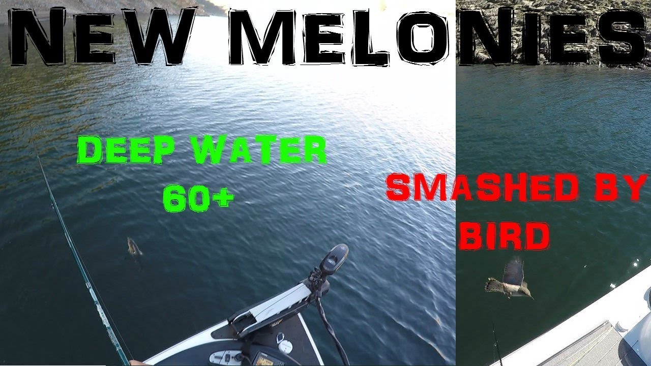 NEW MELONES | DEEP WATER GIANTS | BIRD ATTACKS