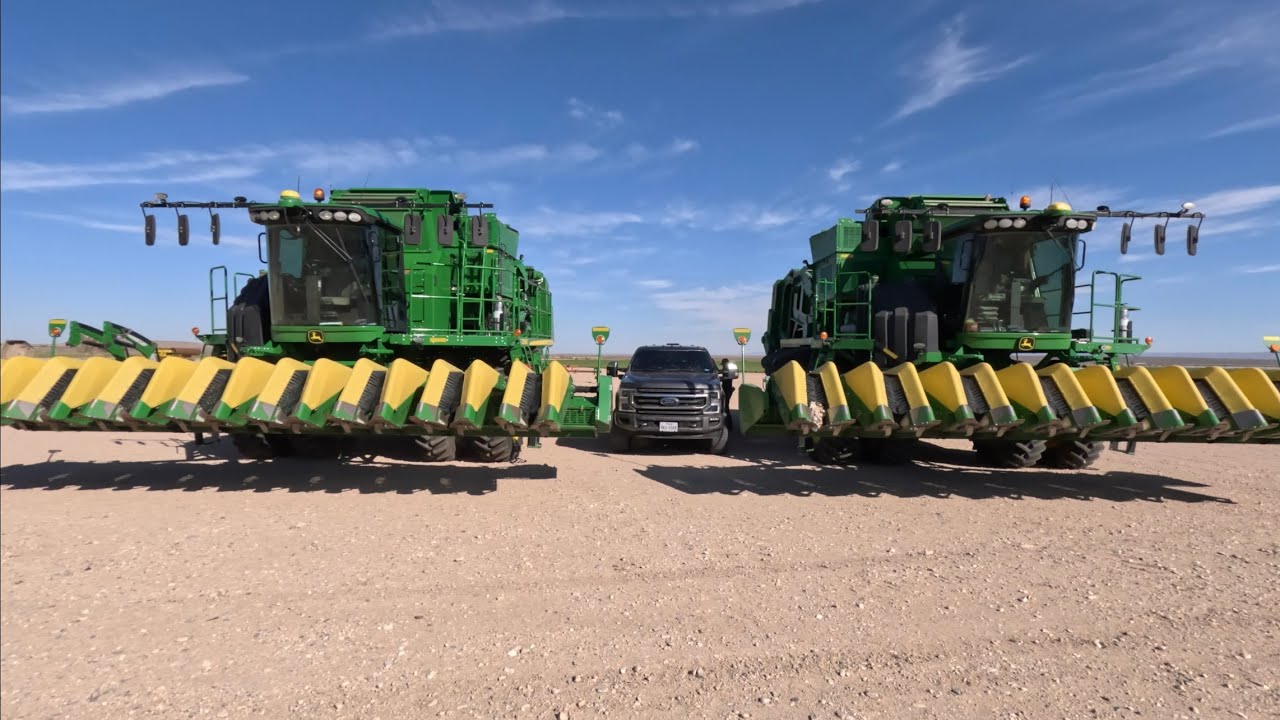 Time to Harvest Some Cotton