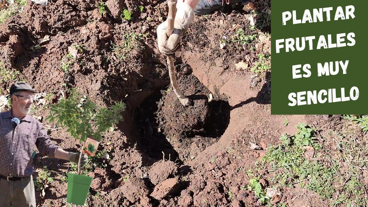 Cómo plantar un árbol frutal explicado al detalle