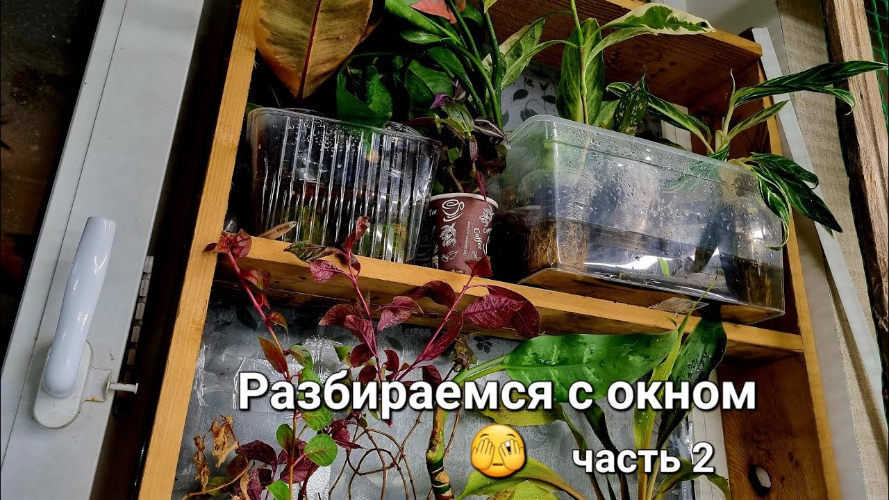 Цветочные будни