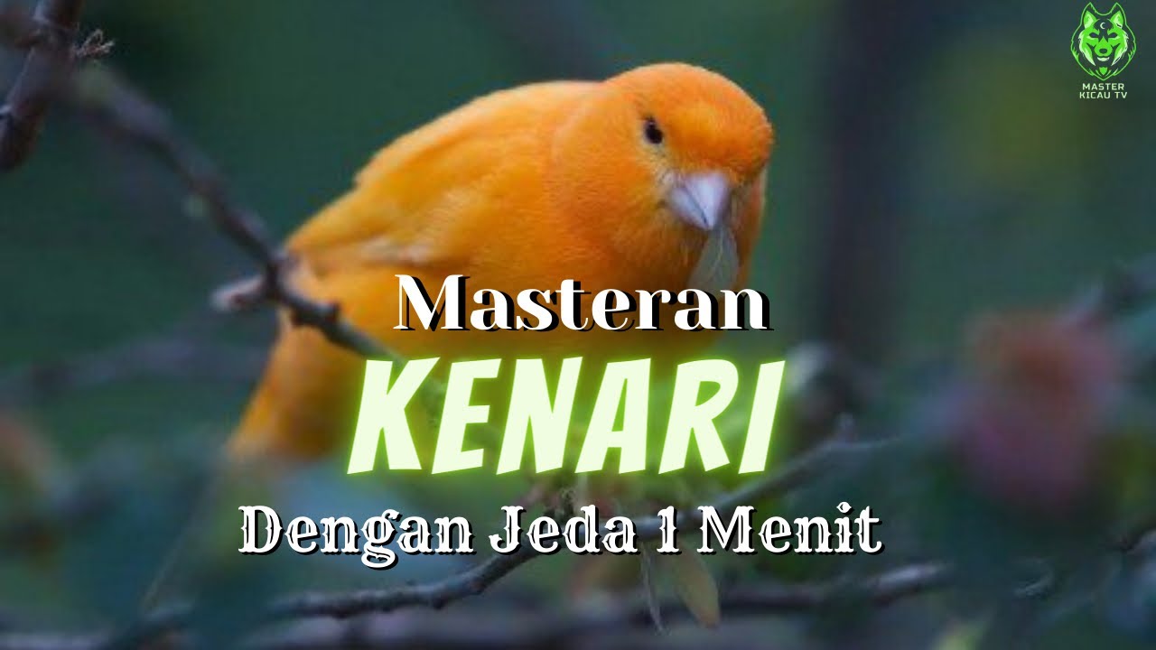 MASTERAN KENARI GACOR FULL TEMBAKAN DENGAN JEDA 1 MENIT