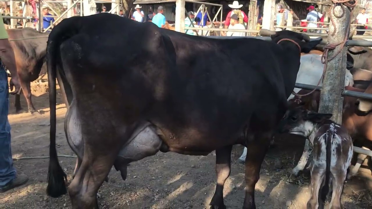 4 de Marzo 2026 Nueva Guadalupe y Vacas lecheras 
