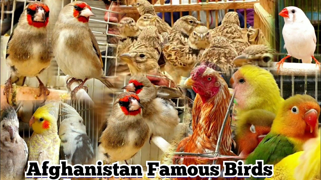Exotic Birds selling in Afghanistan🇦🇫کلنګي _سایره _طوطي_جل_کنري_