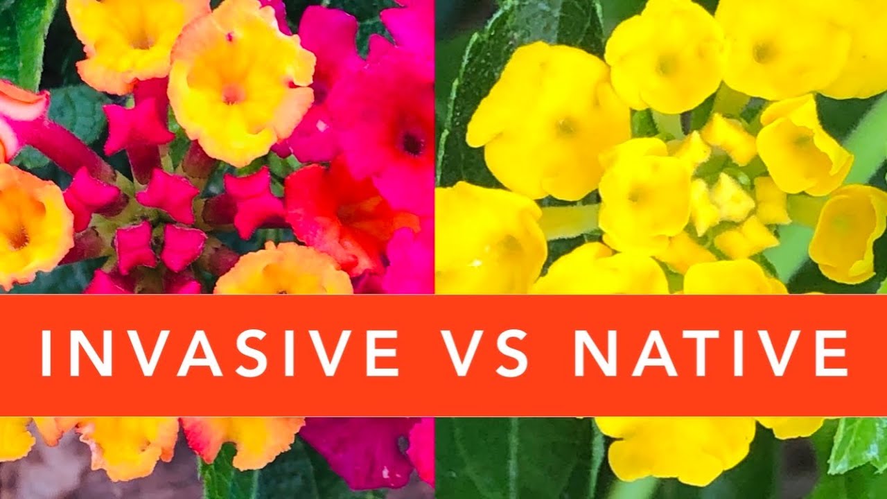 How to identify NATIVE Lantana vs. INVASIVE Lantana camara?