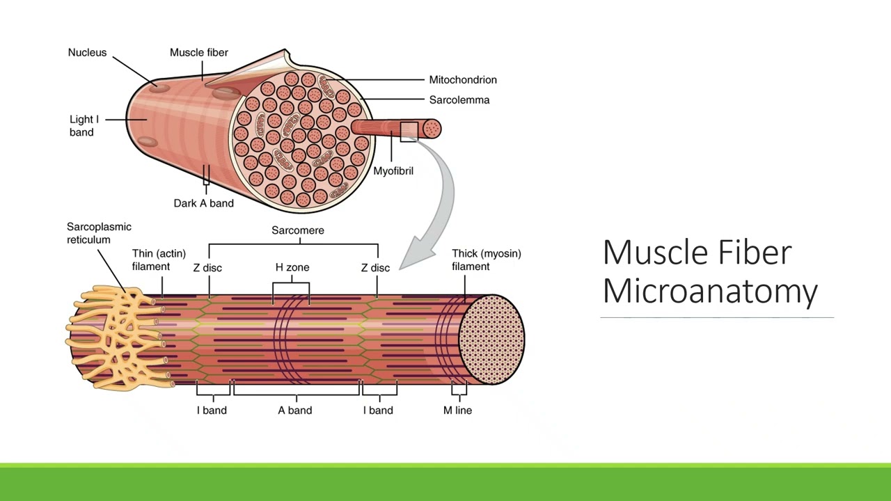 BIO 210 Chapter 10 PPT Recording