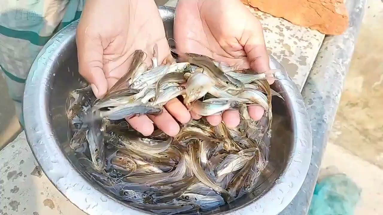 দেশি গুলশা মাছের পোনা  নিতে যোগাযোগ করুন 01716269649
