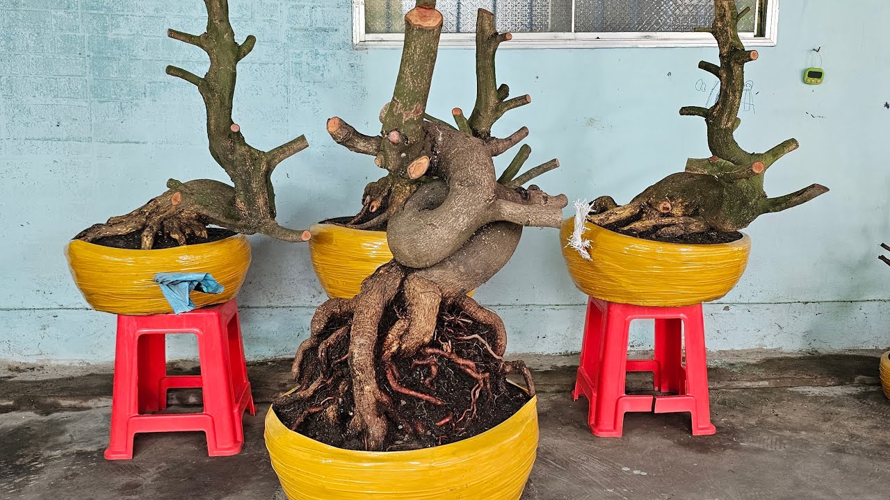 TÙNG MAI VÀNG 033 932 8187 ĐANG phát Trực Tiếp kính mời 05 02