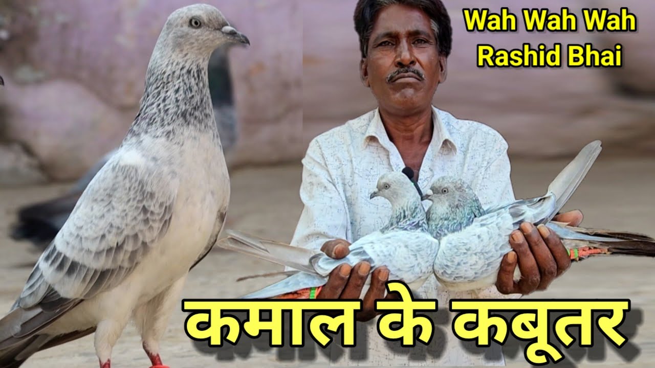 Bajre Kabootar ! क्या कबूतर हैं कलाकार है यह आदमी ! Tonk Ke Kabootar ! Jaipur Tonk Pigens