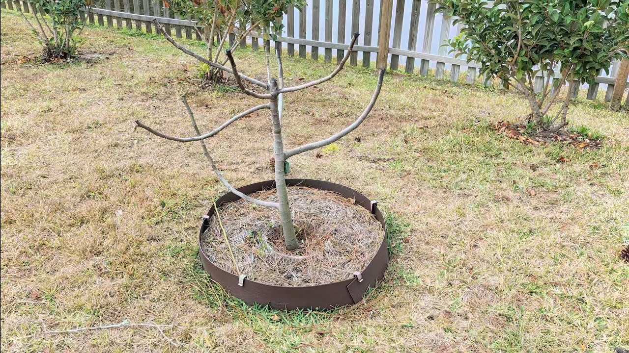 Fig trees finally dormant! Fig tree pruning review