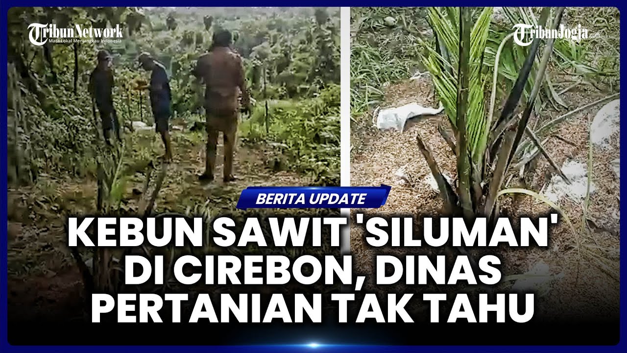 5 FAKTA PENEMUAN KEBUN SAWIT DI CIGOBANG CIREBON: DINAS PERTANIAN KAGET, LAHAN DIKELOLA PT