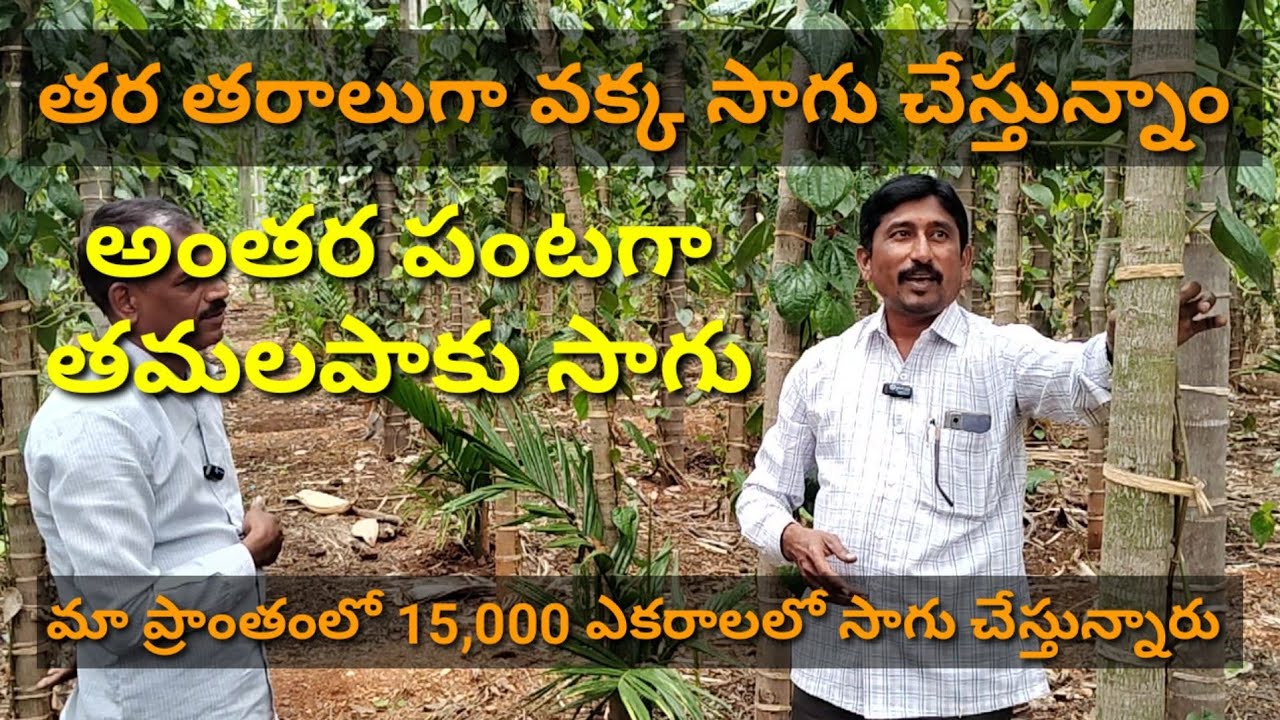 మూడు ఎకరాలలో వక్క సాగు చేస్తున్నా  ఒక్కసారి నాటితే 100 సంవత్సరాలు కాపునిస్తాయి | Areca Farming |