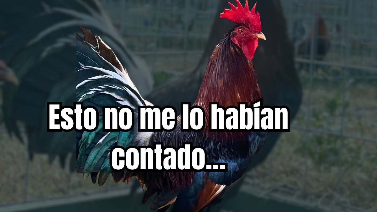 Lo que pocos saben sobre la genética y cómo cambia todo en tus aves