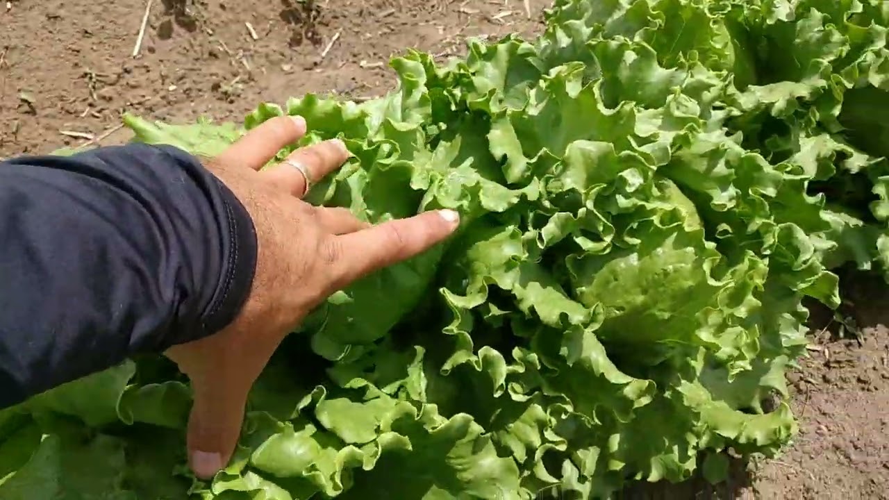Como plantar alface no gotejamento? dicas, espa&ccedil;amento e aduba&ccedil;&atilde;o