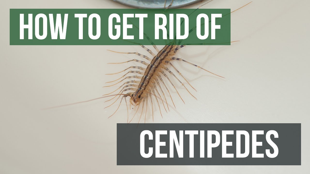 How to Get Rid of Centipedes (4 Easy Steps)