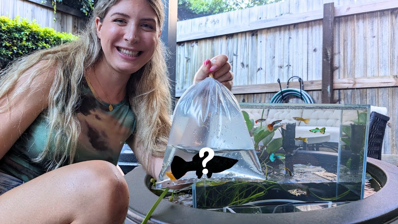 Guppy Pond Aquarium - UPDATE and Buying New Fish!