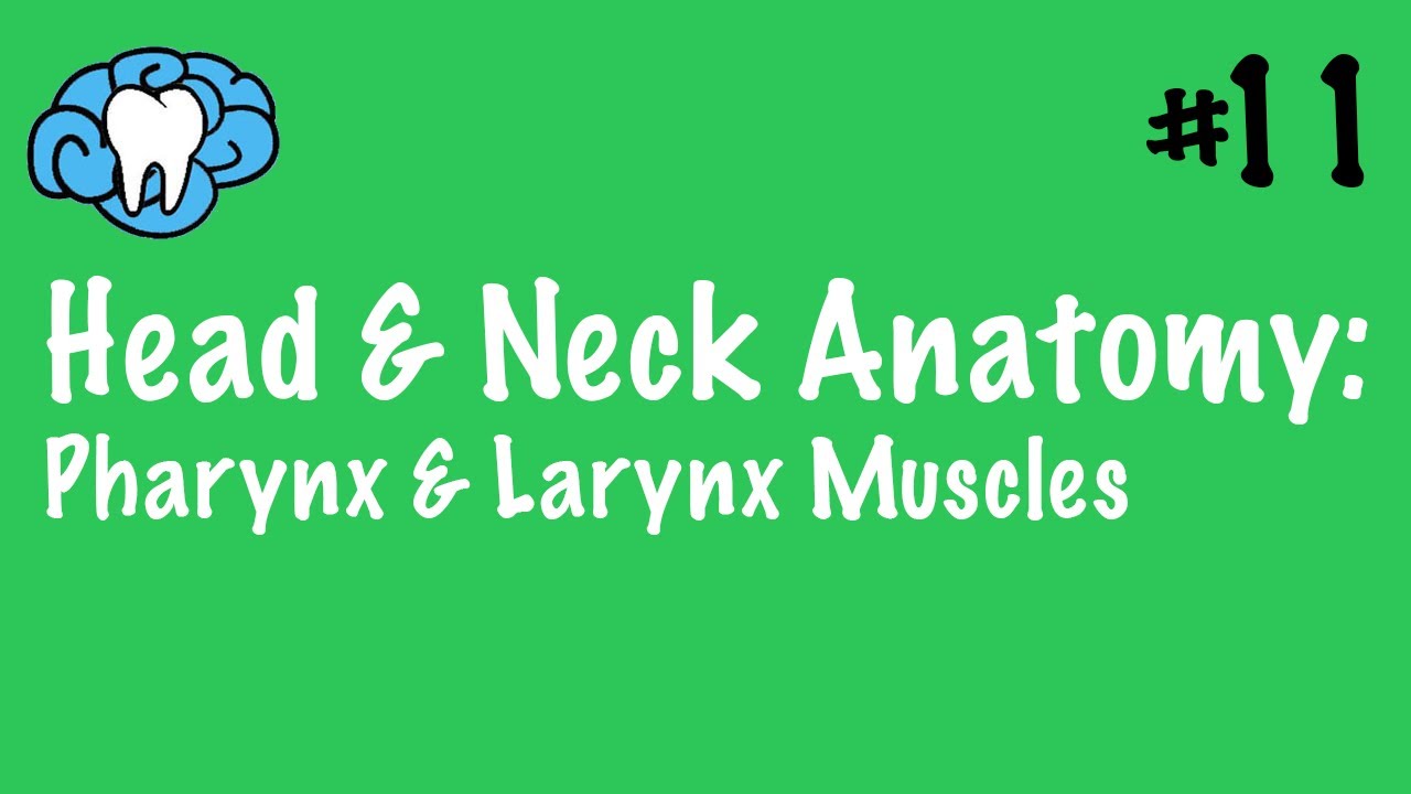 Head & Neck Anatomy | Pharynx & Larynx Muscles | INBDE