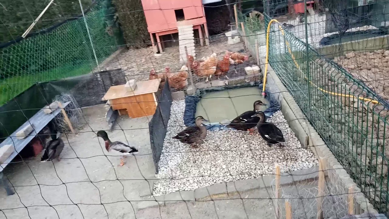 Parc à canard sauvagine