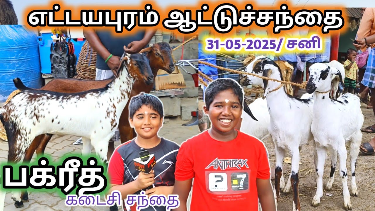 31-05-2025/ எட்டையாபுரம் சனிக்கிழமை ஆட்டுச் சந்தை தூத்துக்குடி மாவட்டம்