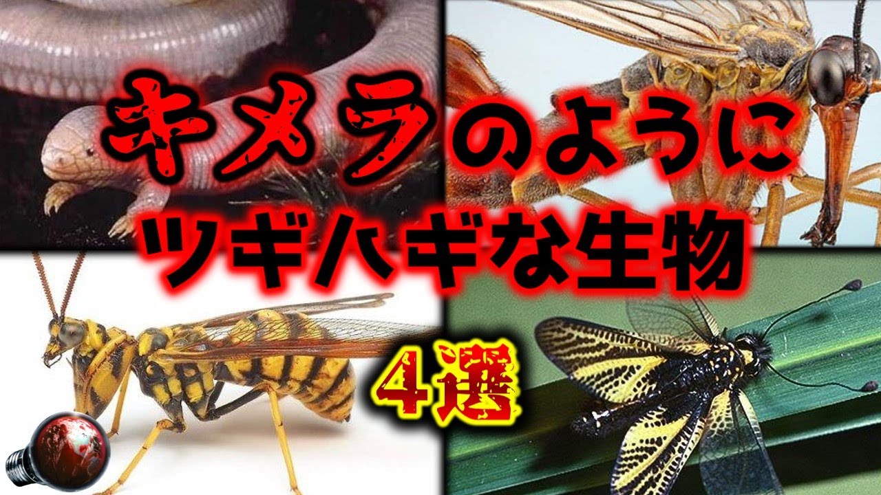 【閲覧注意】かけ合わせた生物!? 「キメラ」のようにツギハギな生き物 4選【ゆっくり解説】【奇妙な実在生物】