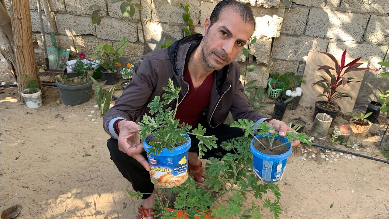زراعة وإكثار نبات العطرة ، من نباتات الزينة المزهرة الجميلة دائمة الخضرة سهلة العناية