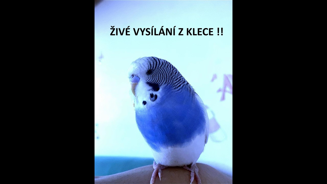 Nádhernou středu přeje PEPÍČEK