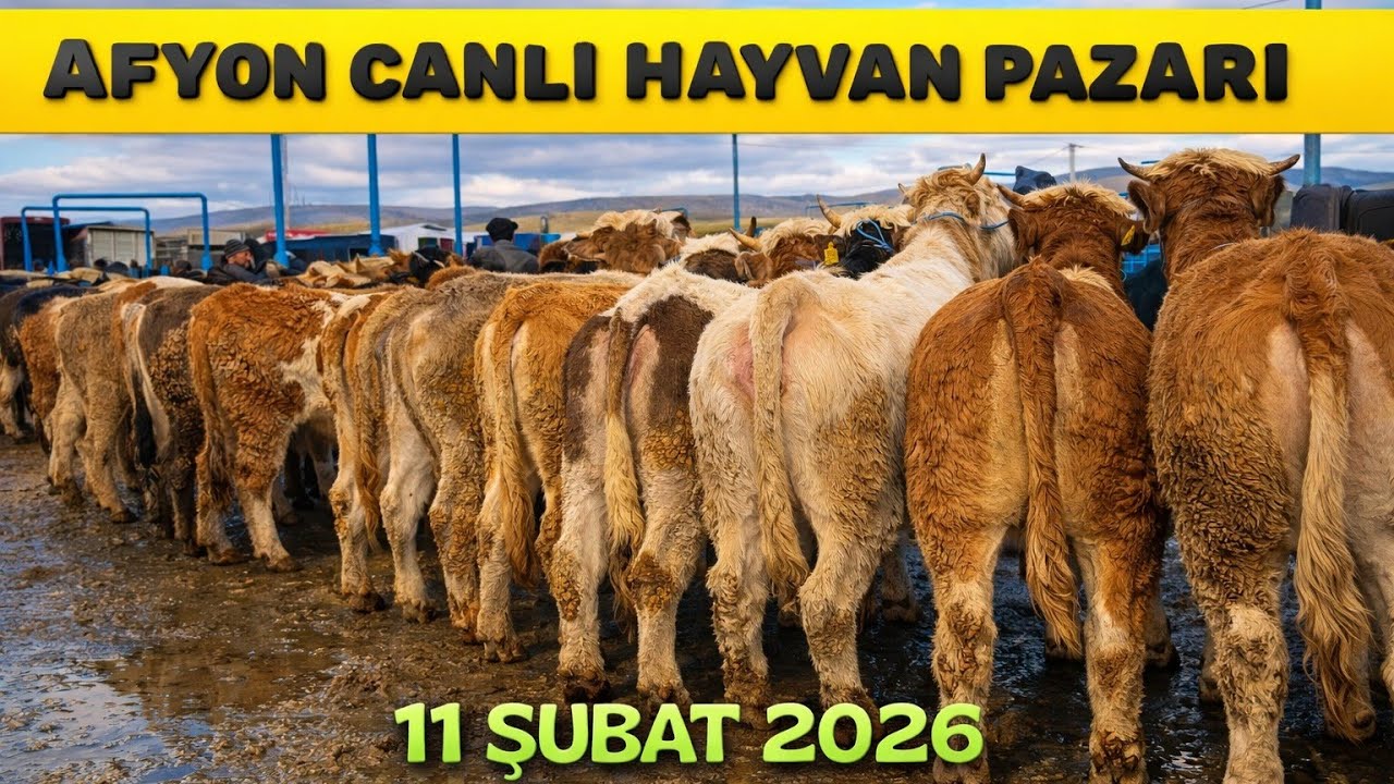 AFYON ÇAYIRBAĞ CANLI HAYVAN PAZARI 11 ŞUBAT 2026 KURBANLIK PİYASASI 