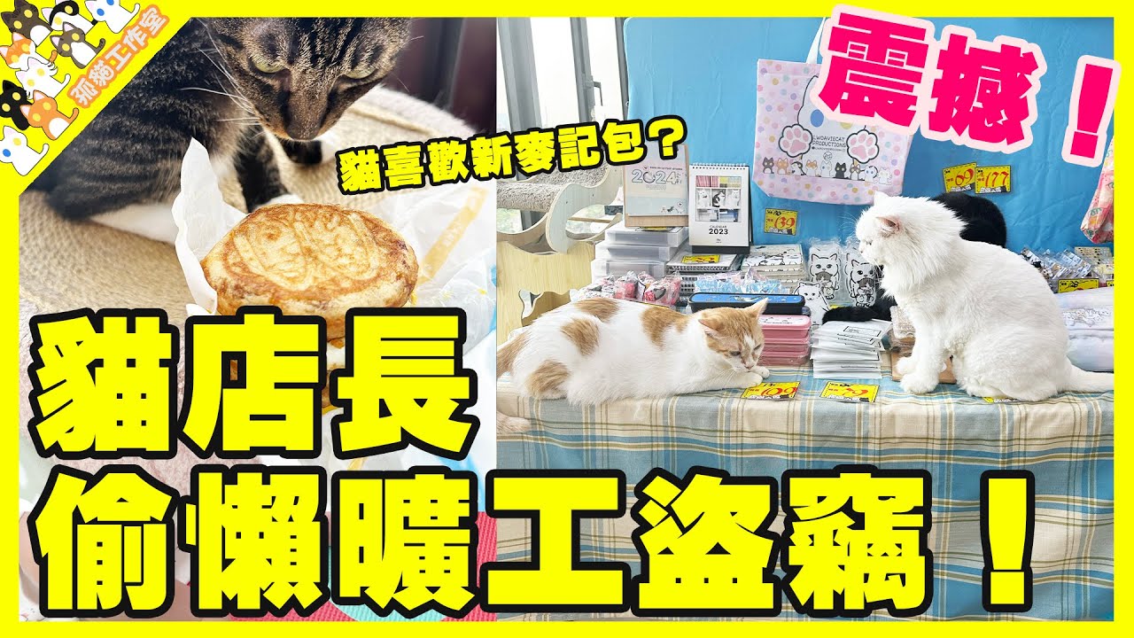 【孤貓工作室】震撼！貓店長偷懶曠工盜竊樣樣齊！貓喜歡新麥記包？