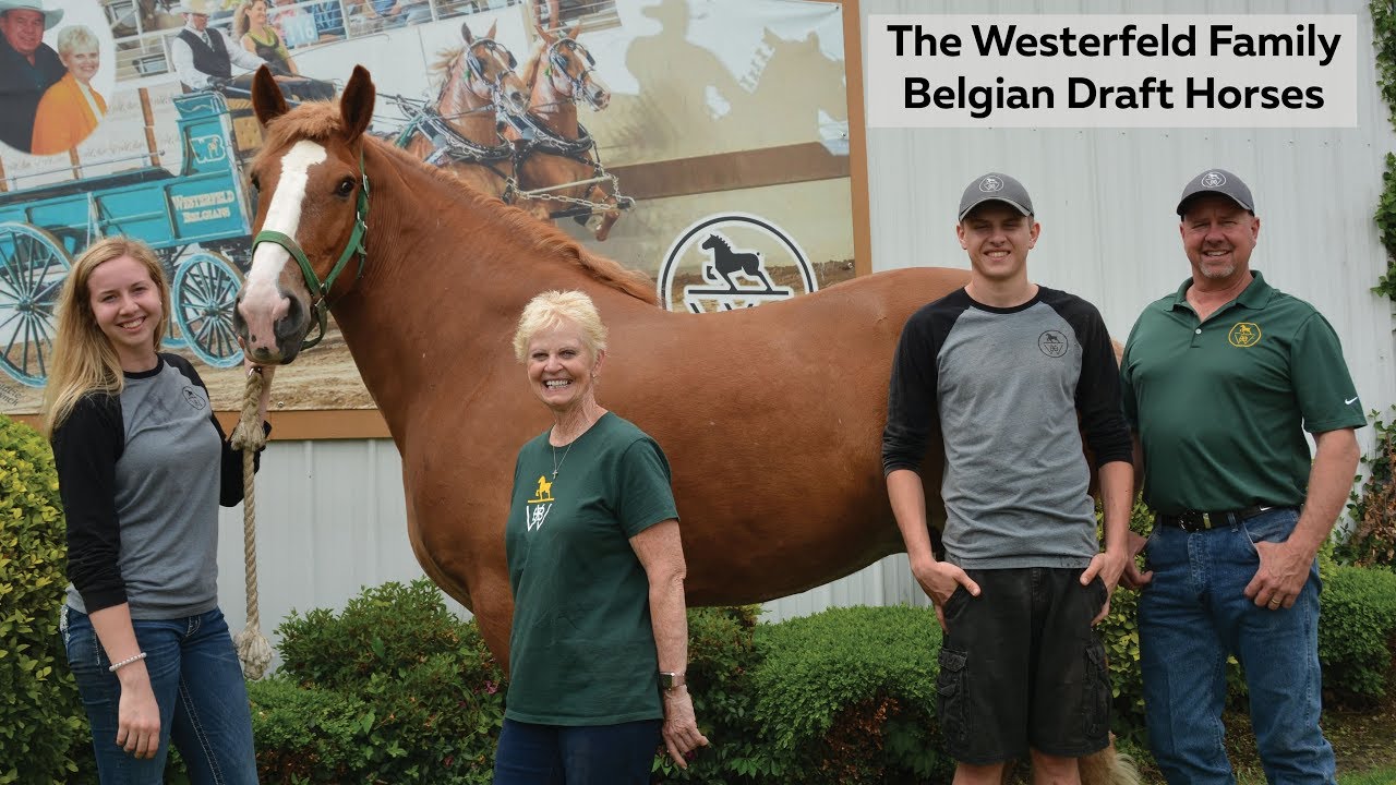 What is a Belgian draft horse?
